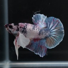 画像10: HMPK　キャンディダンボ (10)