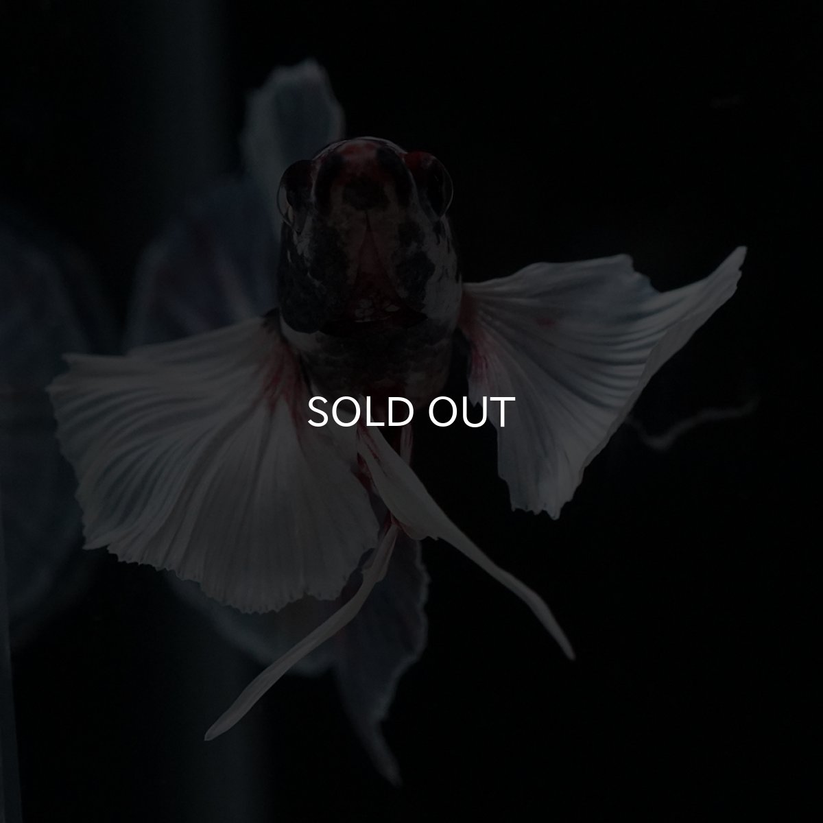 画像9: HMPK　キャンディダンボ (9)