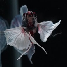 画像9: HMPK　キャンディダンボ (9)