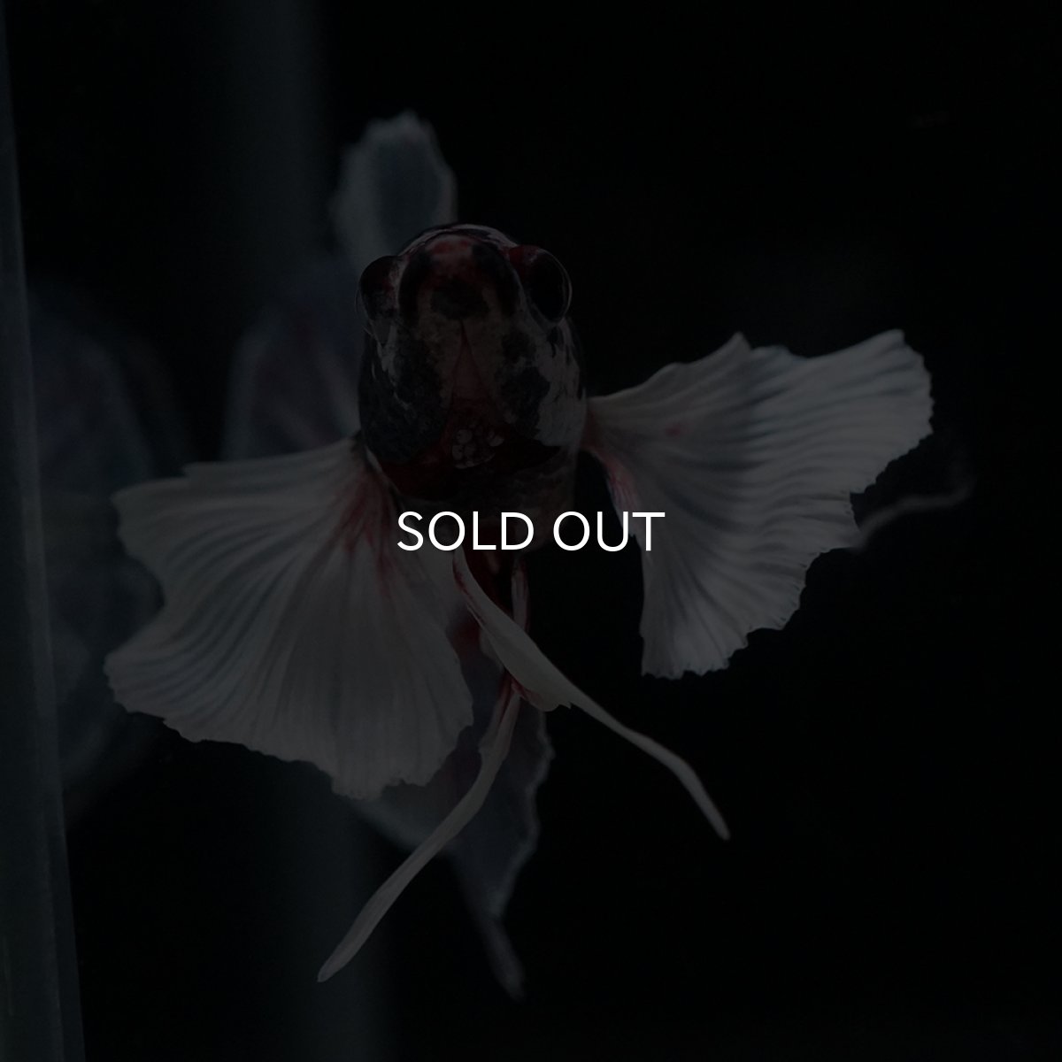 画像8: HMPK　キャンディダンボ (8)