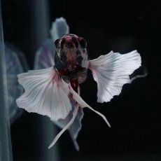 画像8: HMPK　キャンディダンボ (8)