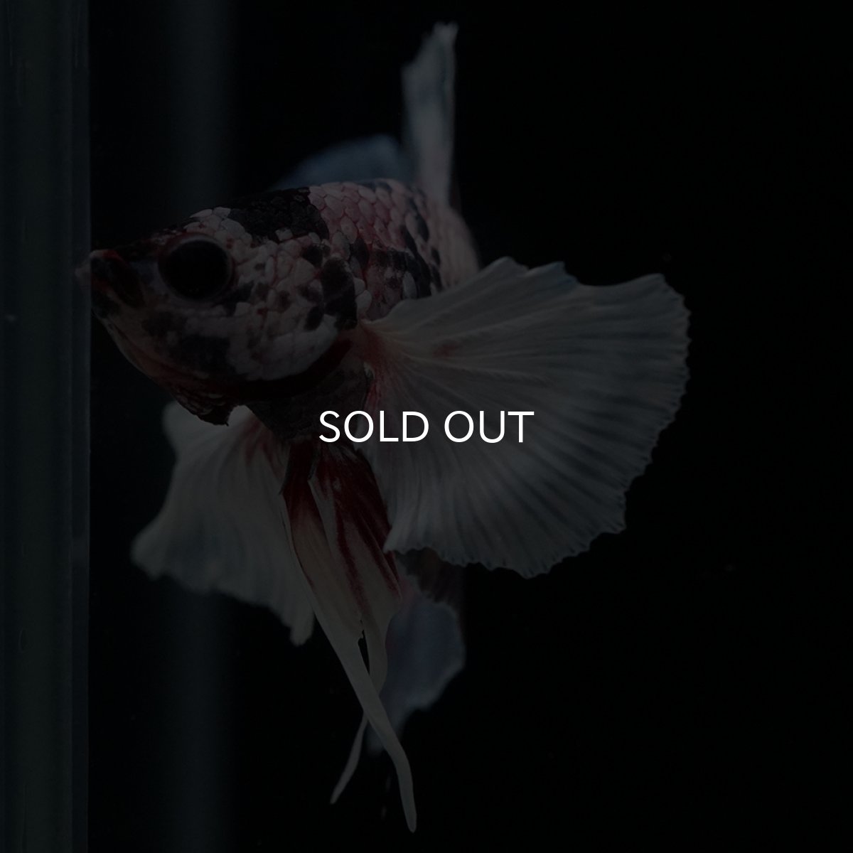 画像7: HMPK　キャンディダンボ (7)