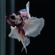 画像7: HMPK　キャンディダンボ (7)