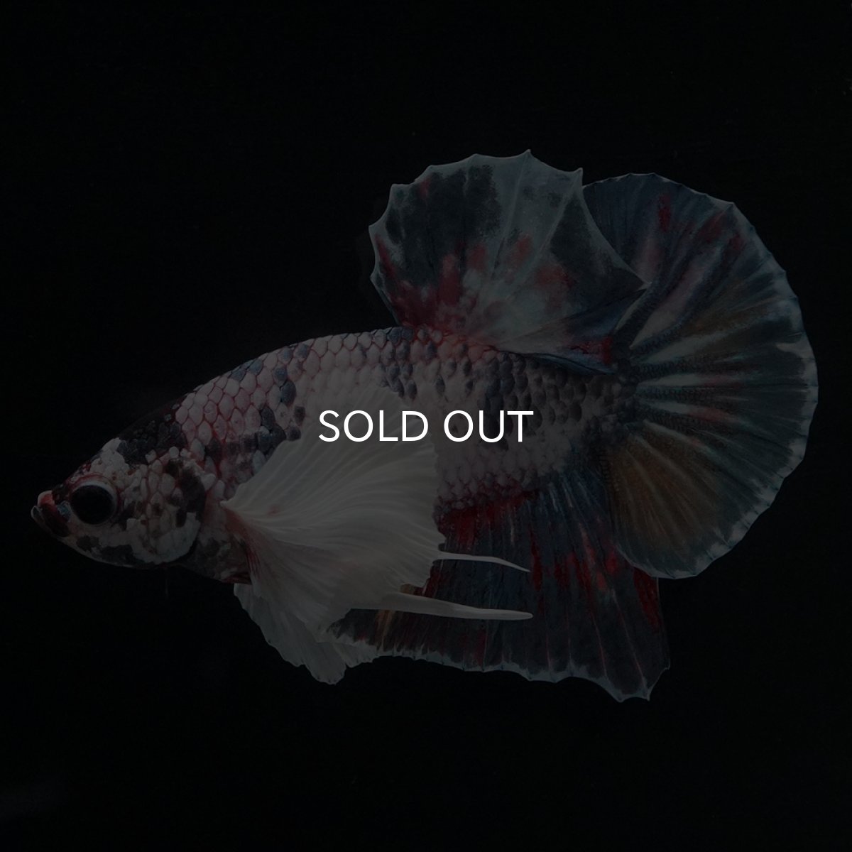 画像6: HMPK　キャンディダンボ (6)