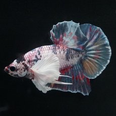 画像6: HMPK　キャンディダンボ (6)