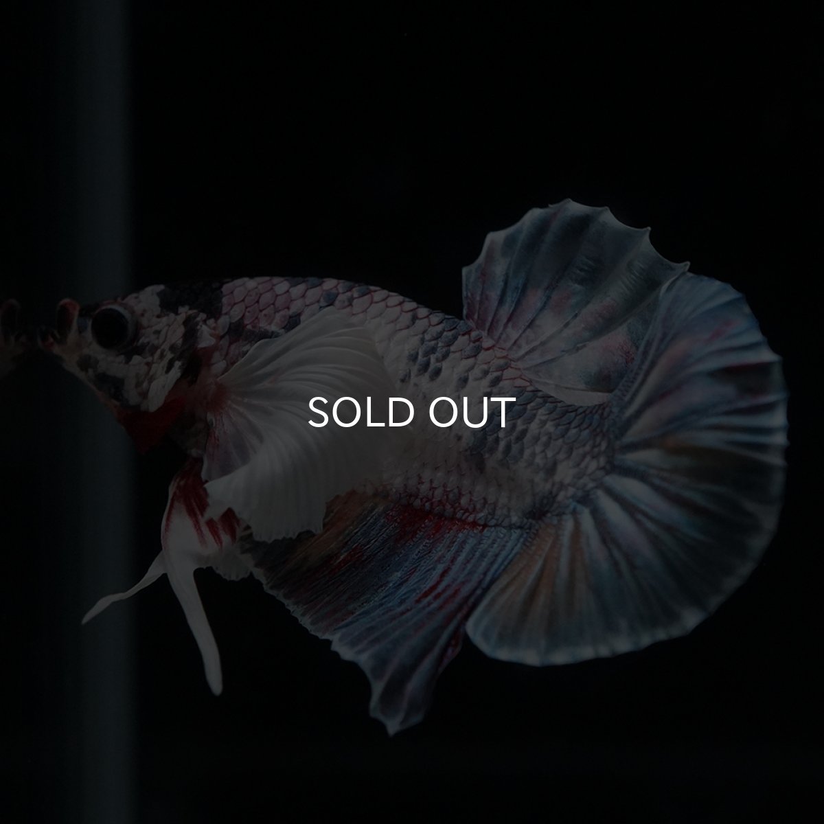 画像5: HMPK　キャンディダンボ (5)