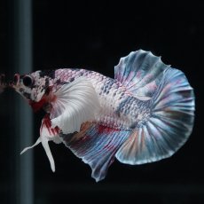 画像5: HMPK　キャンディダンボ (5)