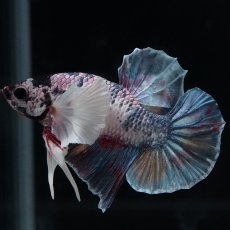 画像3: HMPK　キャンディダンボ (3)