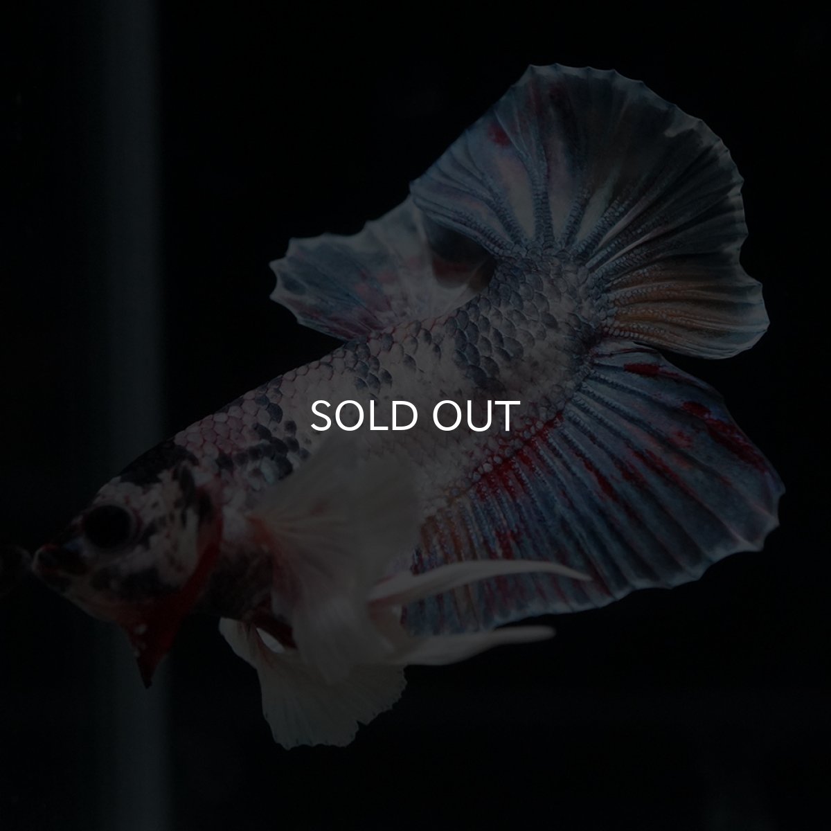 画像4: HMPK　キャンディダンボ (4)