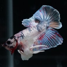 画像4: HMPK　キャンディダンボ (4)