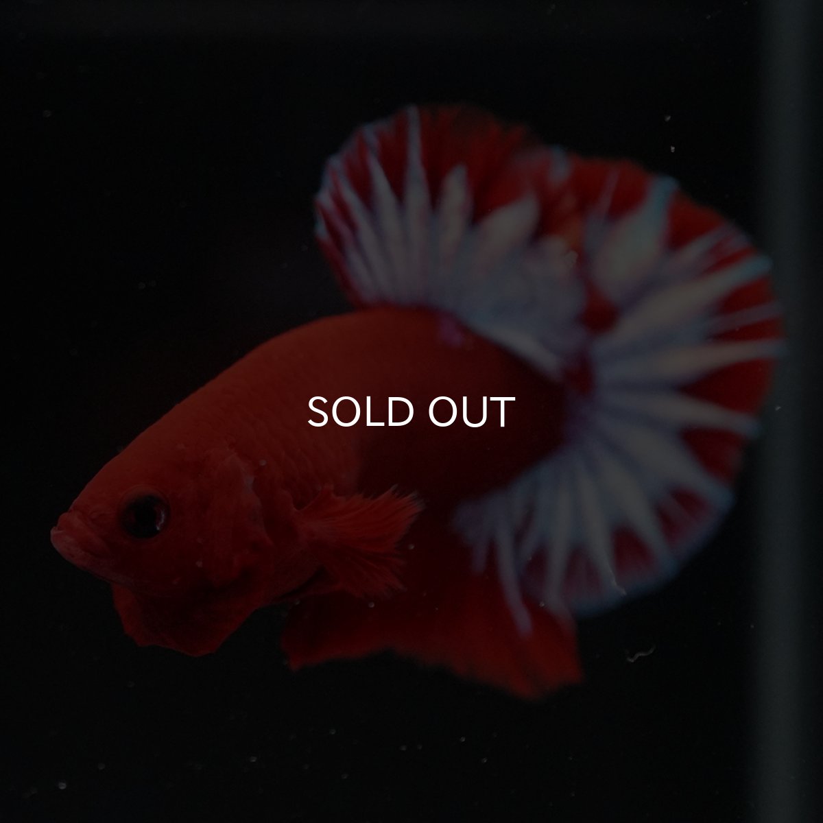 画像9: HMPK　ヘルボーイ (9)