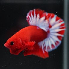 画像9: HMPK　ヘルボーイ (9)