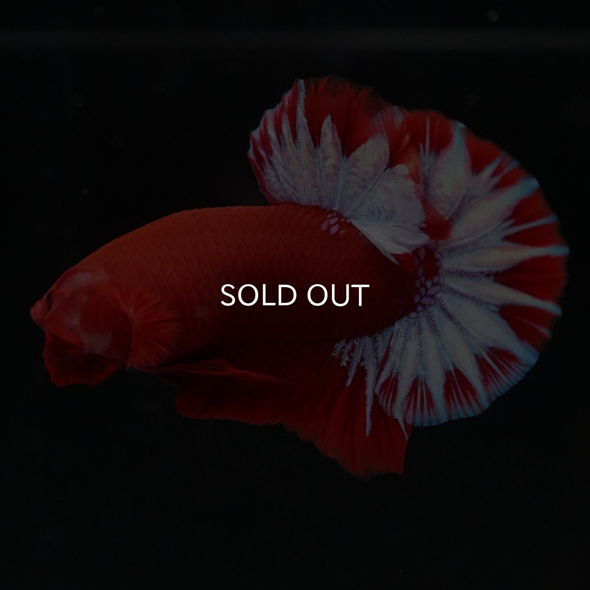 画像2: HMPK　ヘルボーイ (2)