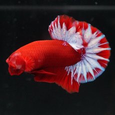 画像2: HMPK　ヘルボーイ (2)