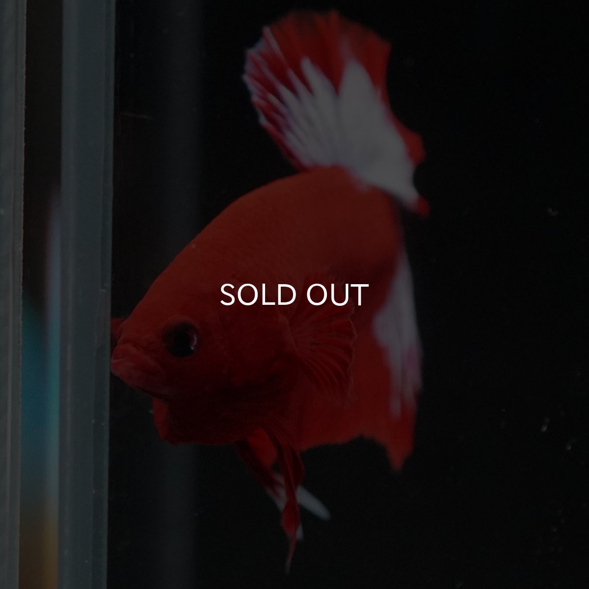 画像8: HMPK　ヘルボーイ (8)