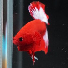 画像8: HMPK　ヘルボーイ (8)