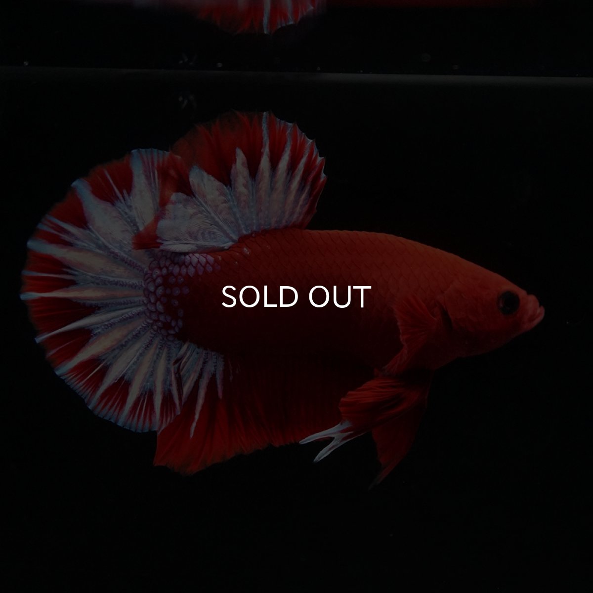 画像7: HMPK　ヘルボーイ (7)