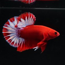 画像7: HMPK　ヘルボーイ (7)