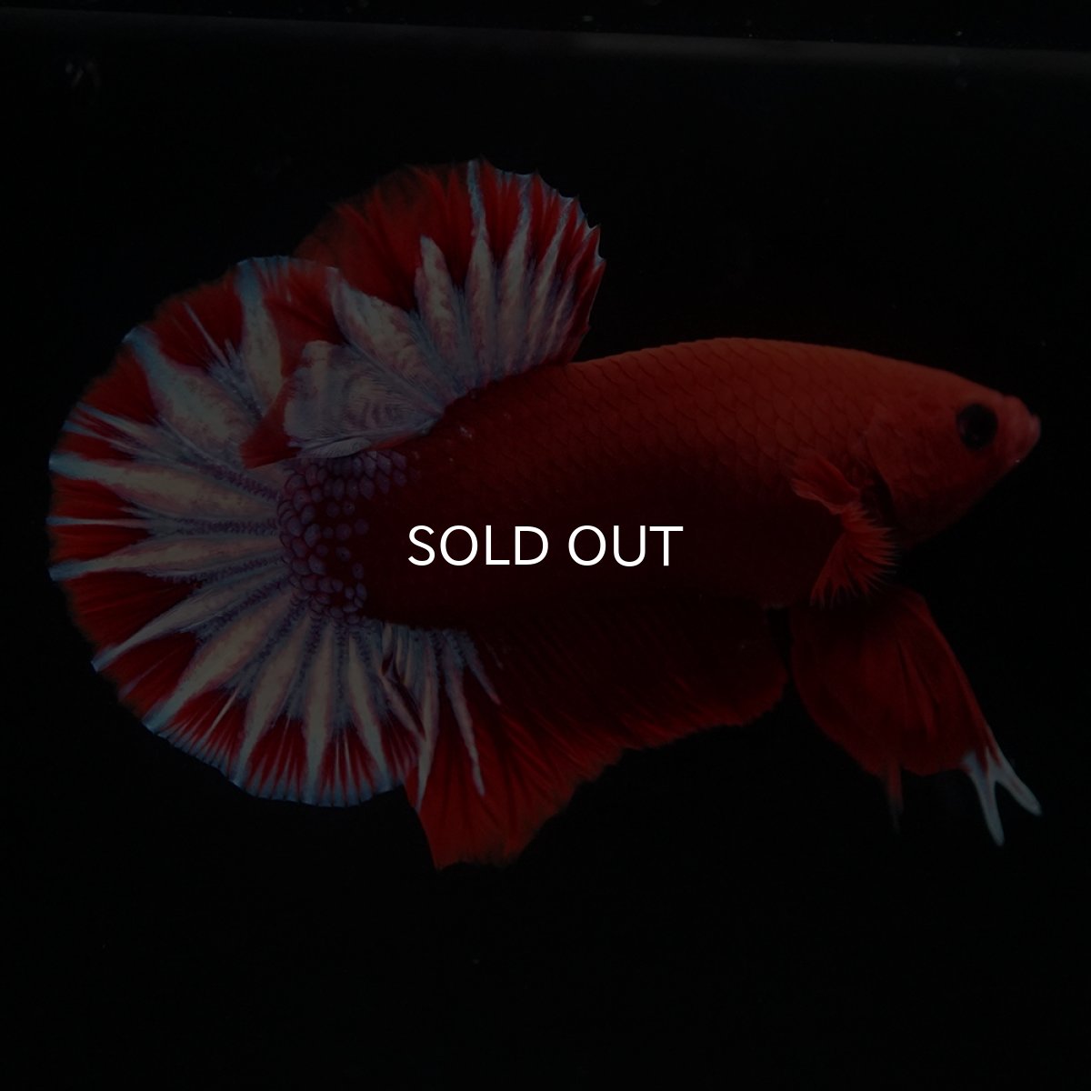 画像1: HMPK　ヘルボーイ (1)