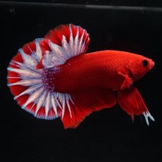 画像1: HMPK　ヘルボーイ (1)