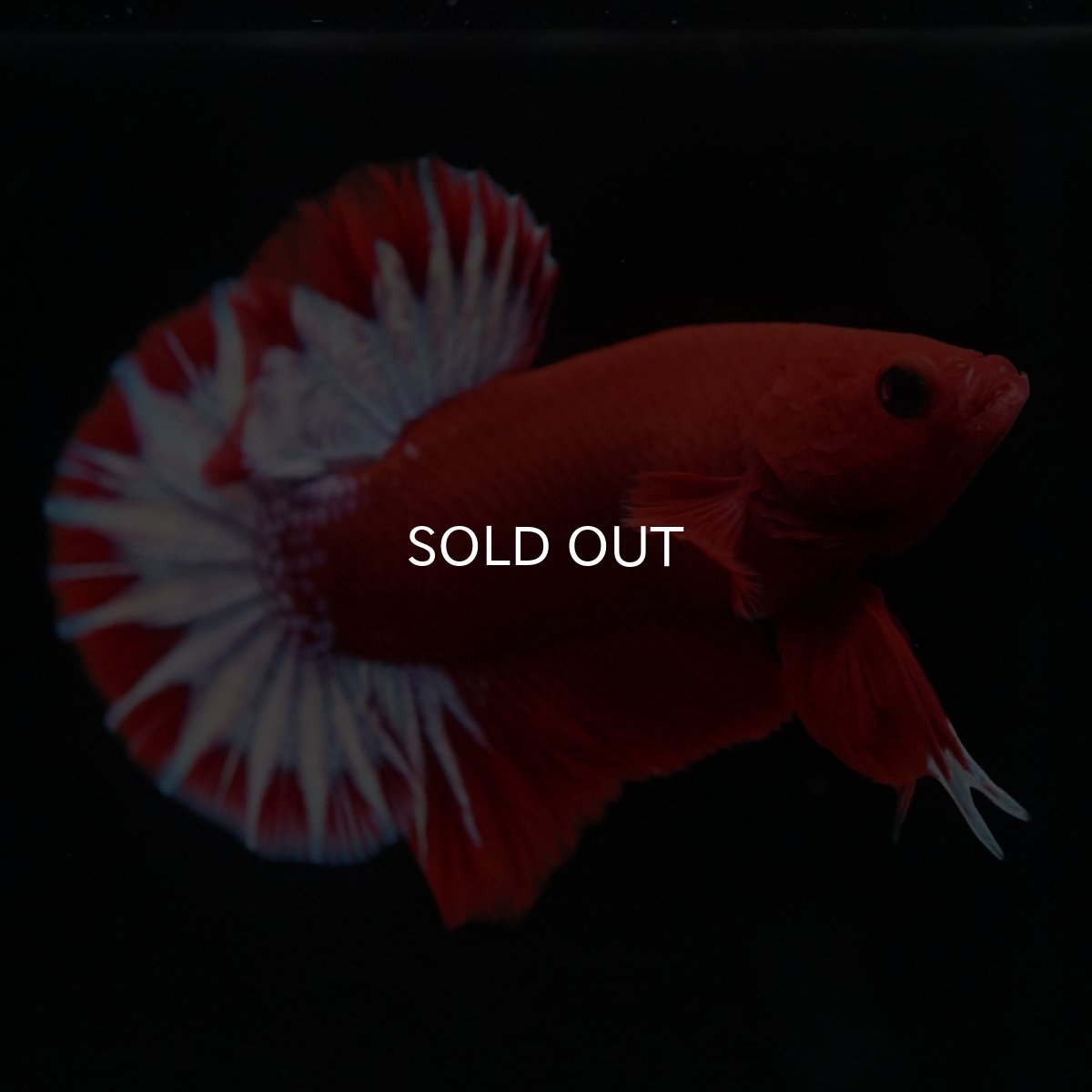 画像6: HMPK　ヘルボーイ (6)