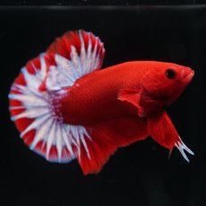 画像6: HMPK　ヘルボーイ (6)