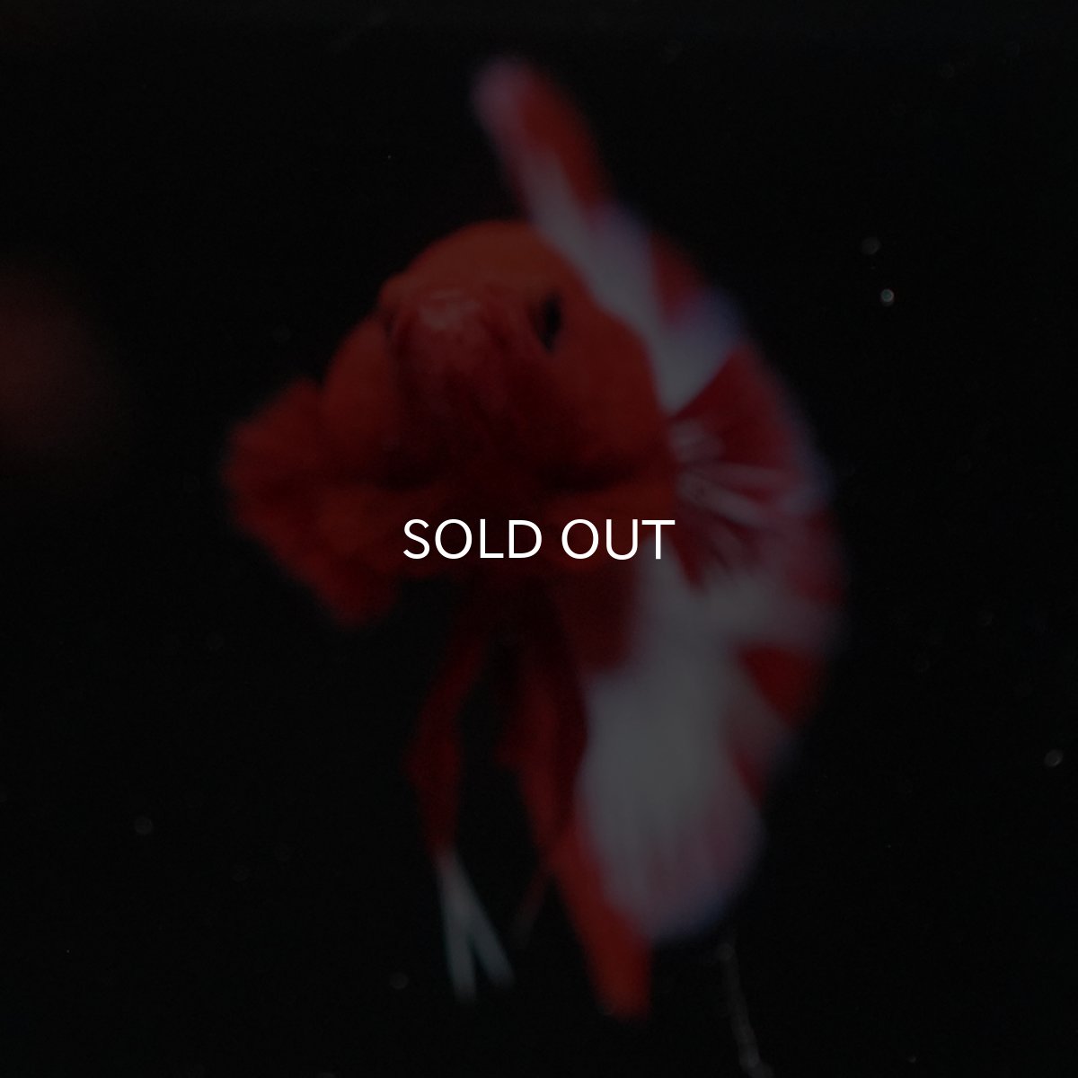 画像5: HMPK　ヘルボーイ (5)