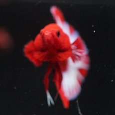 画像5: HMPK　ヘルボーイ (5)