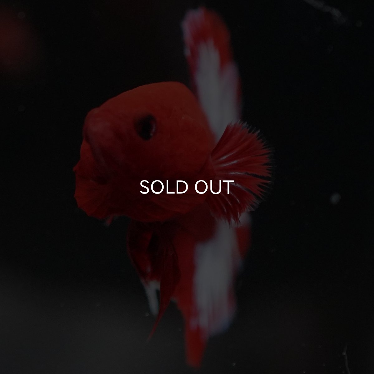 画像4: HMPK　ヘルボーイ (4)