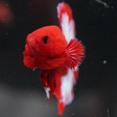 画像4: HMPK　ヘルボーイ (4)