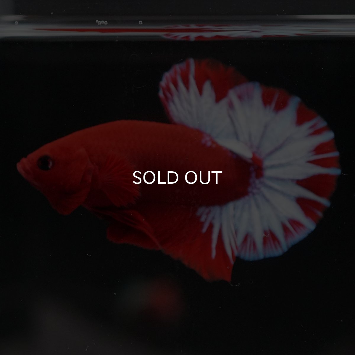 画像3: HMPK　ヘルボーイ (3)