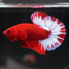 画像3: HMPK　ヘルボーイ (3)