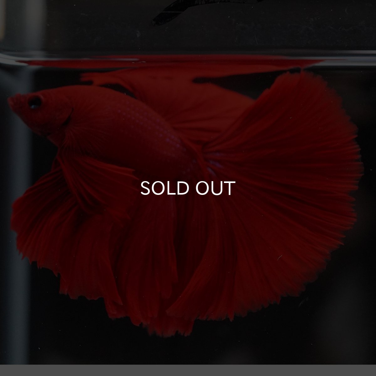 画像14: HM　ソリッドレッド (14)