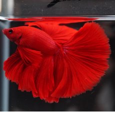 画像14: HM　ソリッドレッド (14)