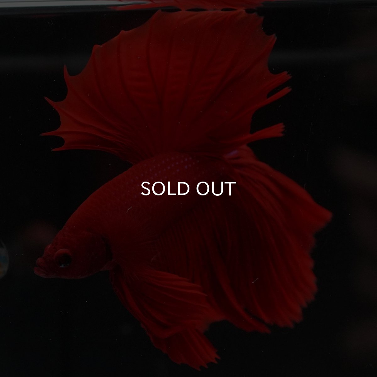 画像13: HM　ソリッドレッド (13)