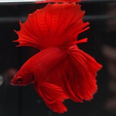 画像13: HM　ソリッドレッド (13)