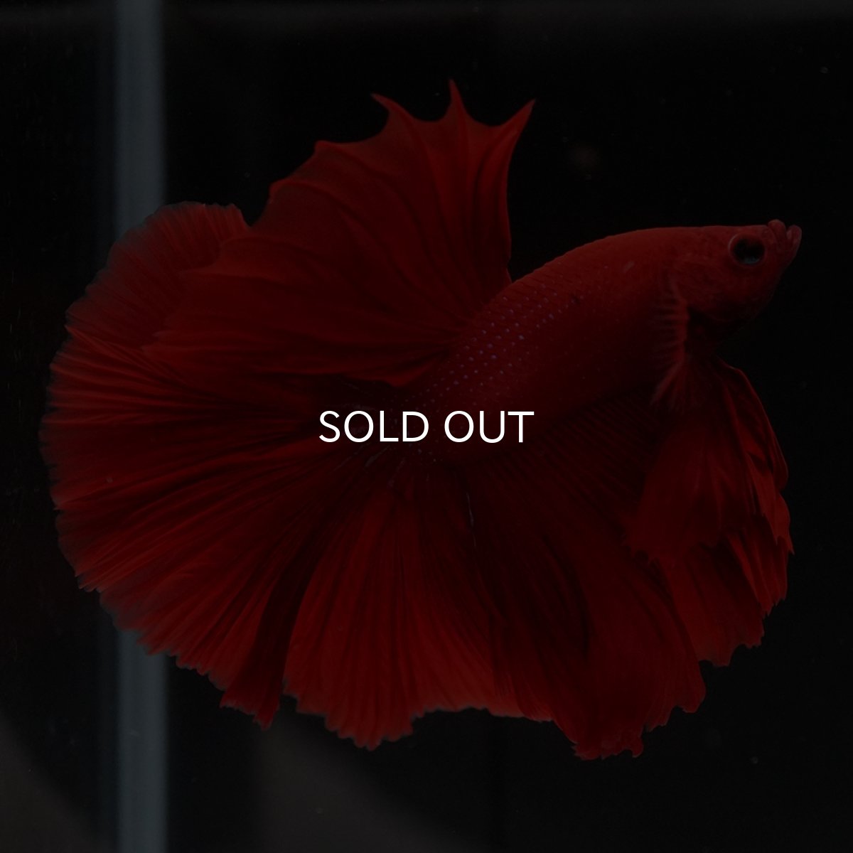 画像12: HM　ソリッドレッド (12)