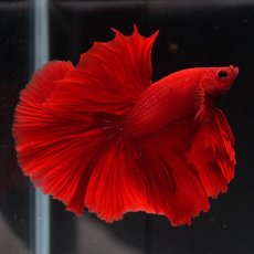 画像12: HM　ソリッドレッド (12)