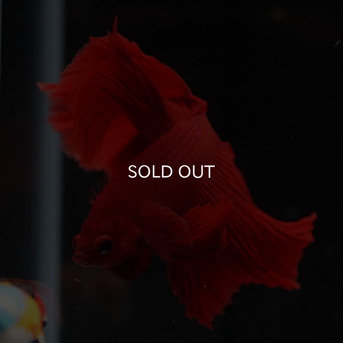 画像11: HM　ソリッドレッド (11)