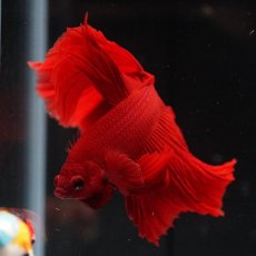 画像11: HM　ソリッドレッド (11)