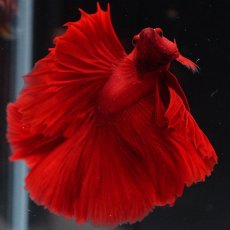 画像10: HM　ソリッドレッド (10)