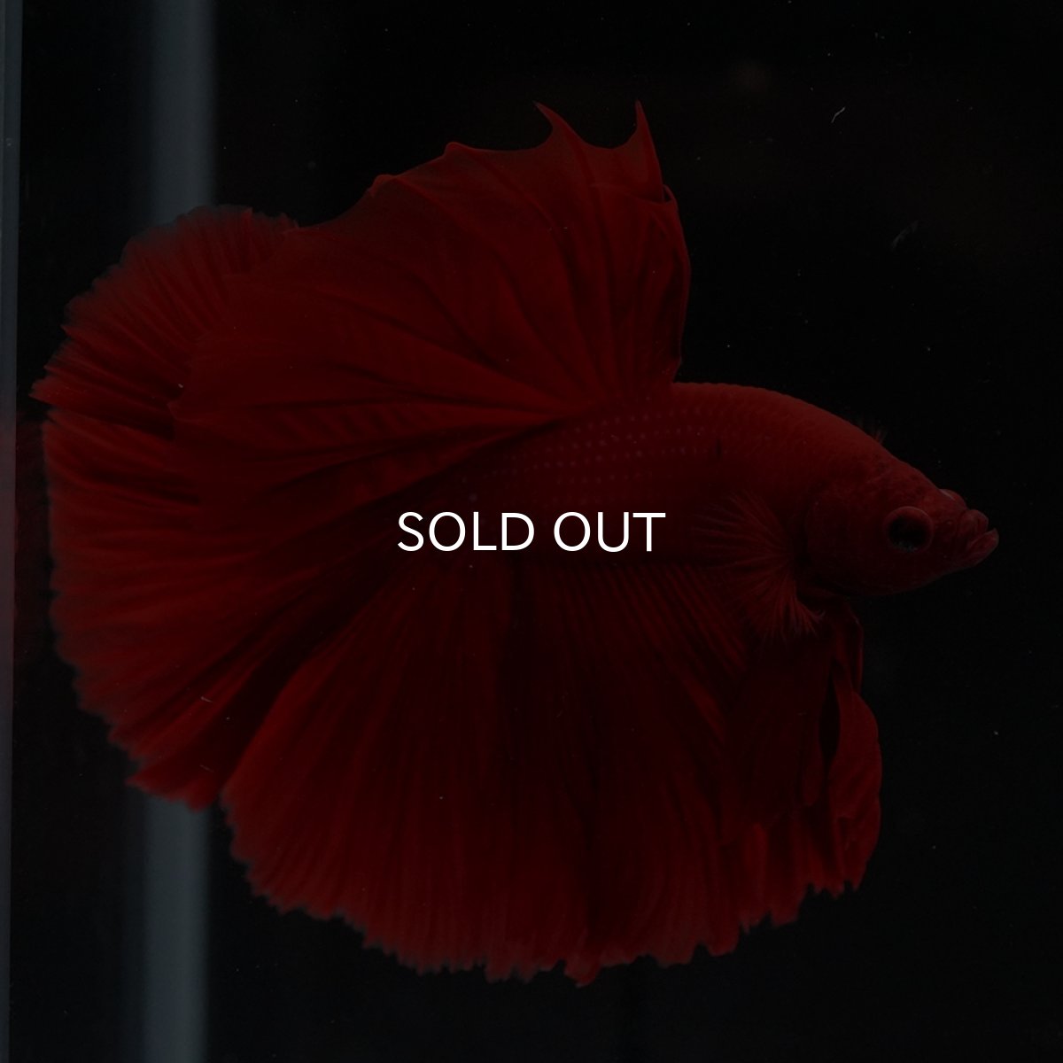 画像9: HM　ソリッドレッド (9)