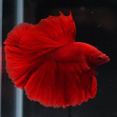 画像9: HM　ソリッドレッド (9)