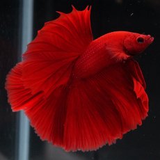 画像8: HM　ソリッドレッド (8)