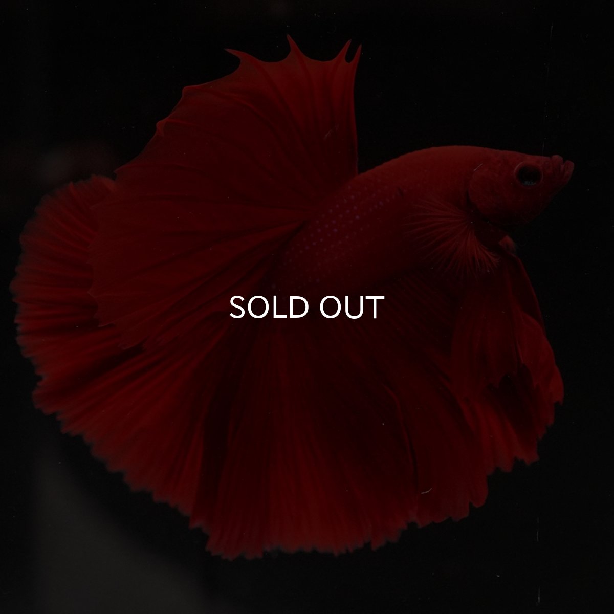 画像7: HM　ソリッドレッド (7)