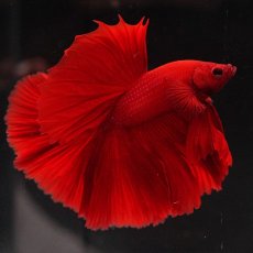 画像7: HM　ソリッドレッド (7)