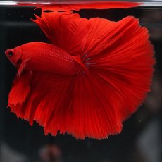 画像2: HM　ソリッドレッド (2)