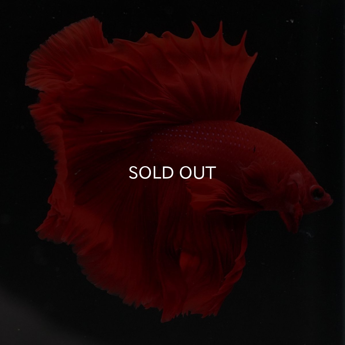 画像6: HM　ソリッドレッド (6)