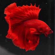 画像6: HM　ソリッドレッド (6)