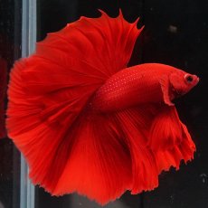 画像1: HM　ソリッドレッド (1)